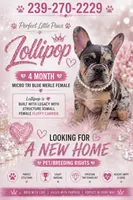 Lollipop $1595          MothersDay Special💐, a female French Bulldog for sale in Deltona, FL – 1 of 9
