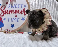 Bertha , a female French Bulldog for sale in Orlando, FL – 1 of 4