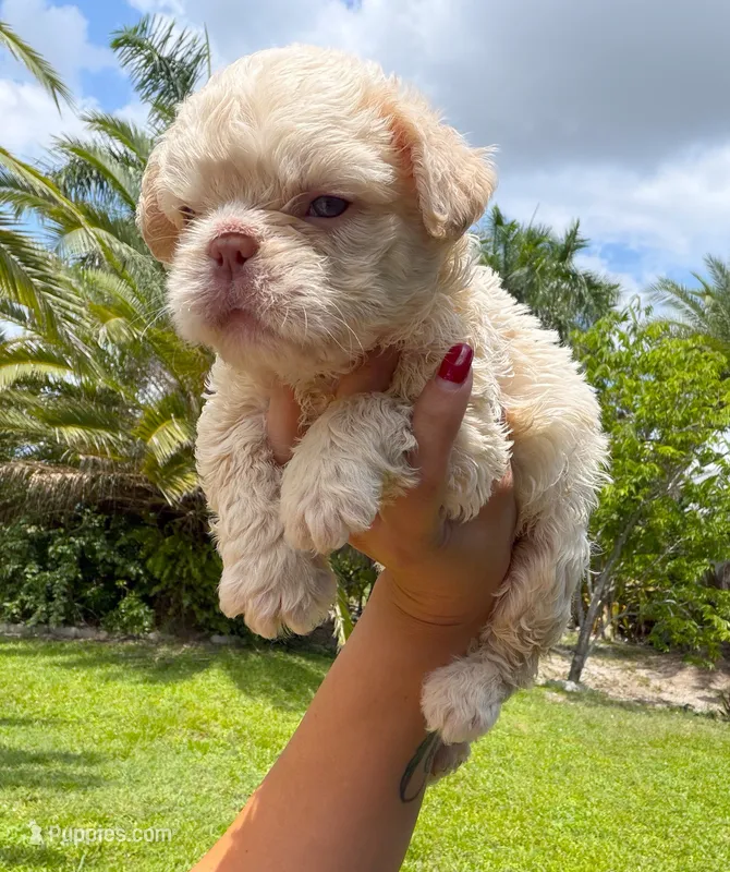 Floodle  – French Bulldog puppy for sale in Sanford, FL