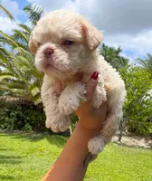 Floodle , a female French Bulldog for sale in Sanford, FL – 1 of 10