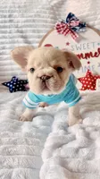 Grace xsmall , a female French Bulldog for sale in Mayo, FL – 7 of 8