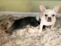 Mia, a female French Bulldog for sale in Orlando, FL – 4 of 7