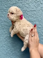 Floodle , a female French Bulldog for sale in Sanford, FL – 3 of 10