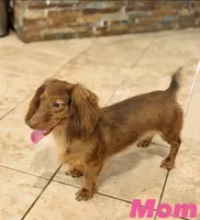 Dachshund longhairs, a female Miniature Dachshund for sale in Daytona Beach, FL – 3 of 10