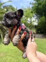 Bertha , a female French Bulldog for sale in Sanford, FL – 5 of 9