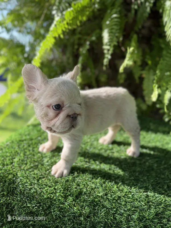 Grace🌸Adorable Girl🌸 – French Bulldog puppy for sale in Mayo, FL