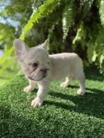 Grace xsmall , a female French Bulldog for sale in Mayo, FL – 5 of 8