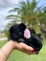 Joy, a female French Bulldog for sale in Sanford, FL – 2 of 9