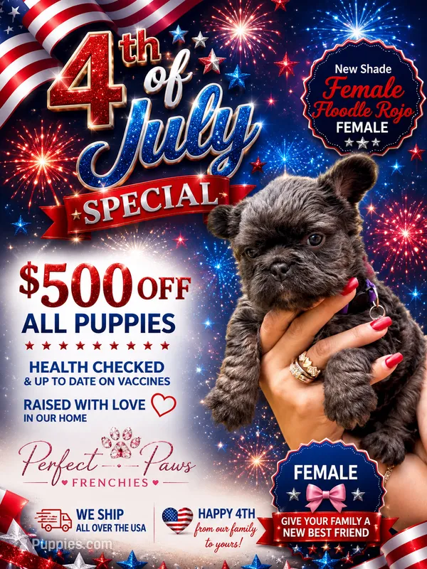 TEDDYFACE🧸NEWSHADE FLOODLE🇺🇸-500off 4th of July‼️ – French Bulldog puppy for sale in Crystal River, FL