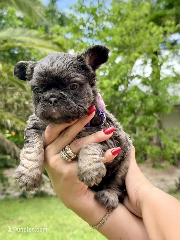 Bertha  – French Bulldog puppy for sale in Orlando, FL