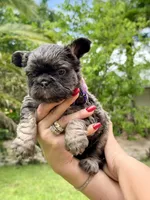 Bertha , a female French Bulldog for sale in Sanford, FL – 1 of 9