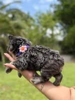 Bertha , a female French Bulldog for sale in Sanford, FL – 9 of 9