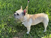 Mia, a female French Bulldog for sale in Orlando, FL – 7 of 7