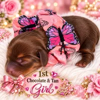 Girls 3, a female Miniature Dachshund for sale in Cocoa Beach, FL – 6 of 8