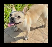 Mia, a female French Bulldog for sale in Orlando, FL – 6 of 7