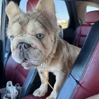 New shade rojo&shadelsabella, a male French Bulldog for sale in West Palm Beach, FL – Photo 3 of 10