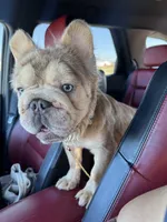 New shade rojo&shadelsabella, a male French Bulldog for sale in Saint Cloud, FL – Photo 3 of 10