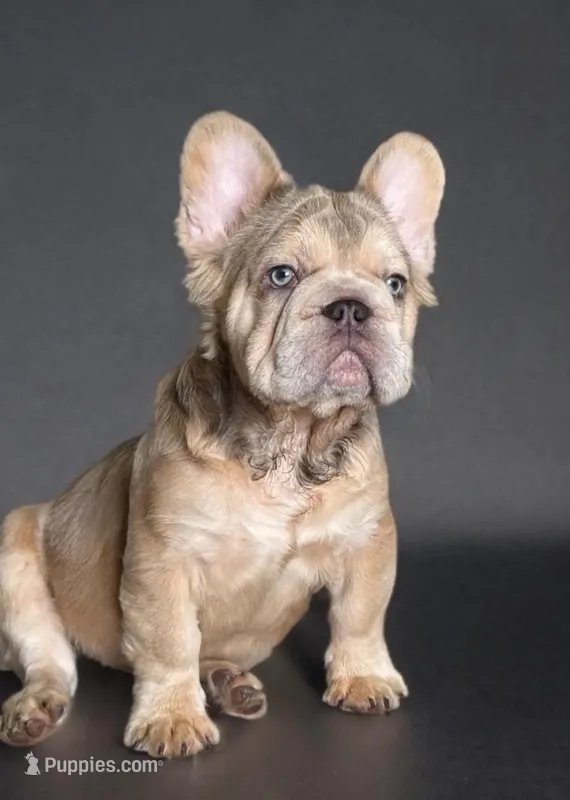 New shade rojo&shadelsabella