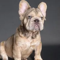 New shade rojo&shadelsabella, a male French Bulldog for sale in West Palm Beach, FL – Photo 1 of 10
