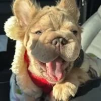 New shade rojo&shadelsabella, a male French Bulldog for sale in West Palm Beach, FL – Photo 4 of 10