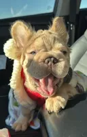 New shade rojo&shadelsabella, a male French Bulldog for sale in Saint Cloud, FL – Photo 4 of 10