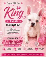 King $1295 🩵BlueEyes🩵MorhersDay Special!, a male French Bulldog for sale in Deltona, FL – 1 of 10