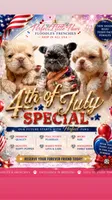 Grace❤️💙🤍-500$🇺🇸4th of July🇺🇸, a female French Bulldog for sale in Orlando, FL – 2 of 10
