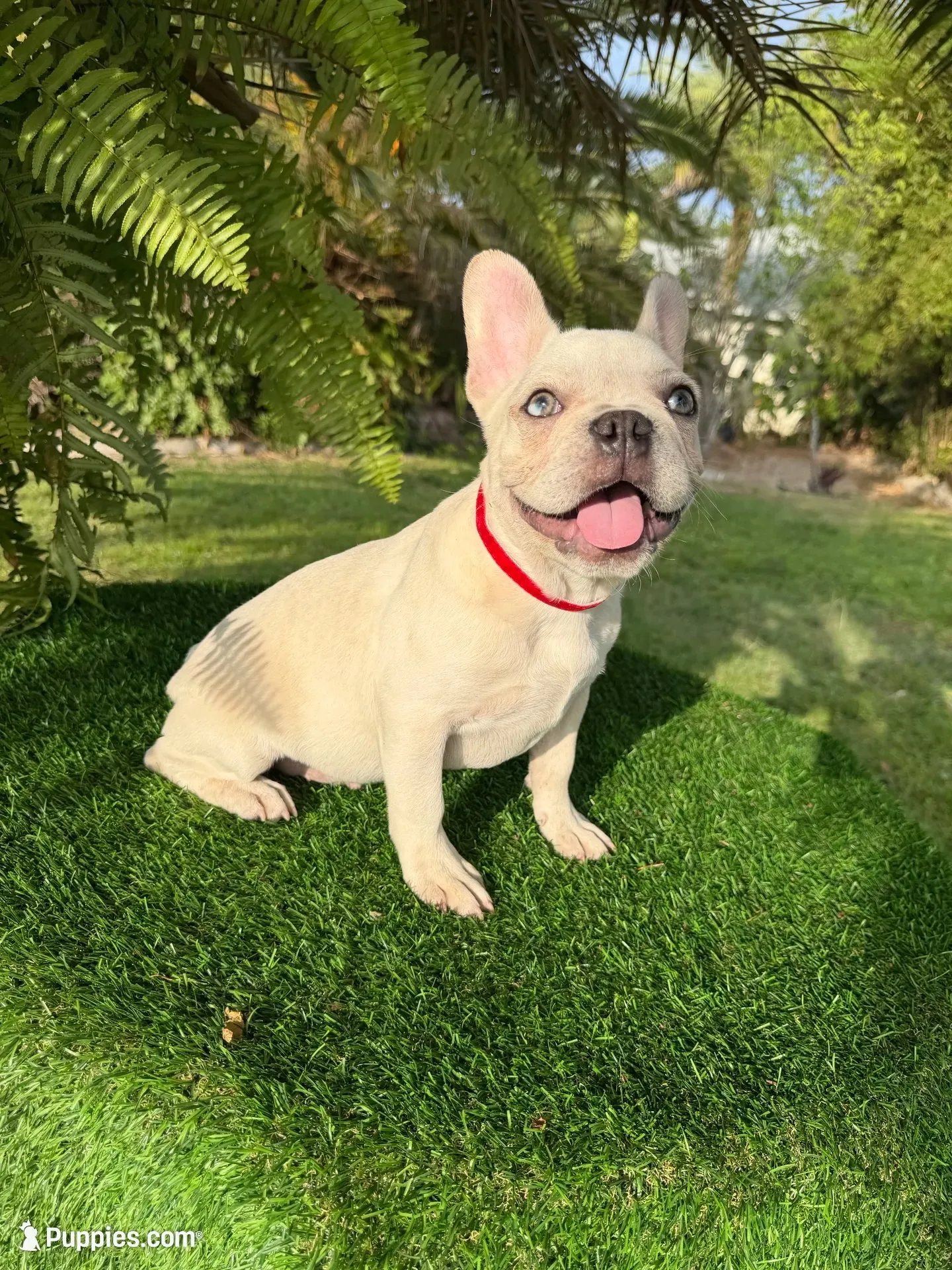 King $1395❤️BlueEyes boy💙Memorial Special!, a male French Bulldog for sale in Celebration, FL – 2 of 10