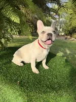 King $1295 🩵BlueEyes🩵MorhersDay Special!, a male French Bulldog for sale in Deltona, FL – 4 of 10