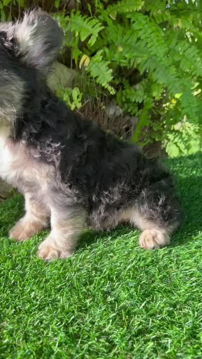 FLOODLE FRENCHIE TEDDYFACE🧸‼️, a female French Bulldog for sale in Mayo, FL – 2 of 6