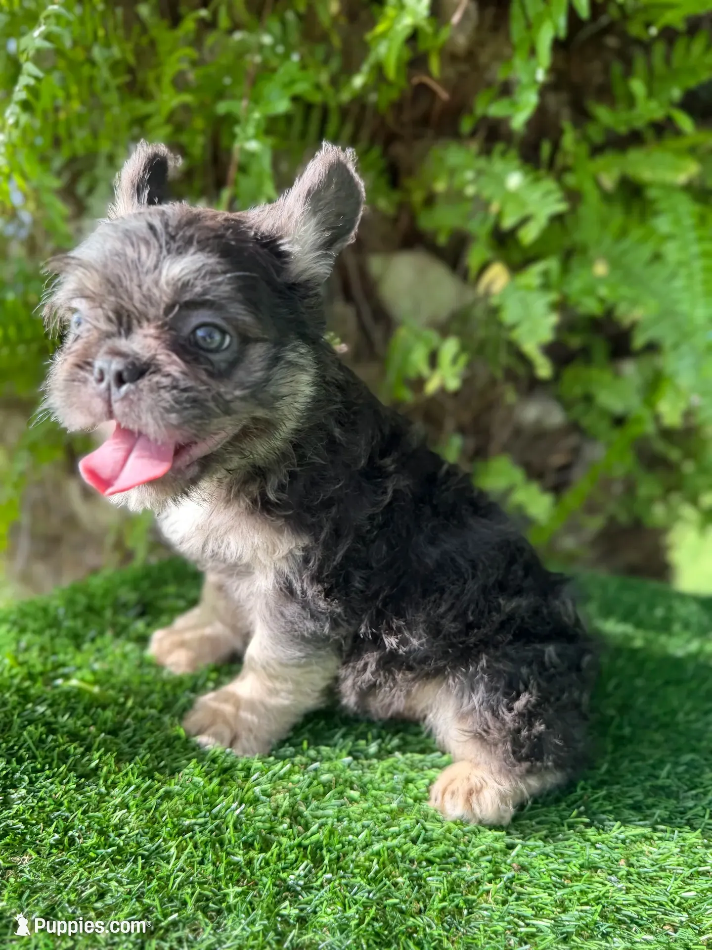 FLOODLE FRENCHIE TEDDYFACE🧸‼️, a female French Bulldog for sale in Mayo, FL – 5 of 6