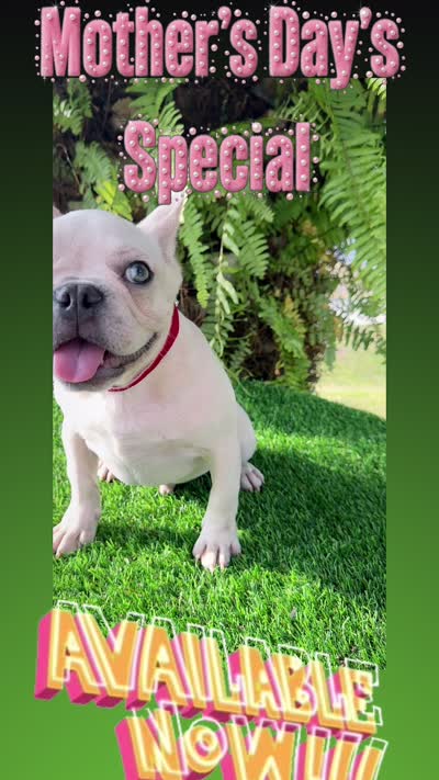 King $1295 🩵BlueEyes🩵MorhersDay Special!, a male French Bulldog for sale in Deltona, FL – 2 of 10