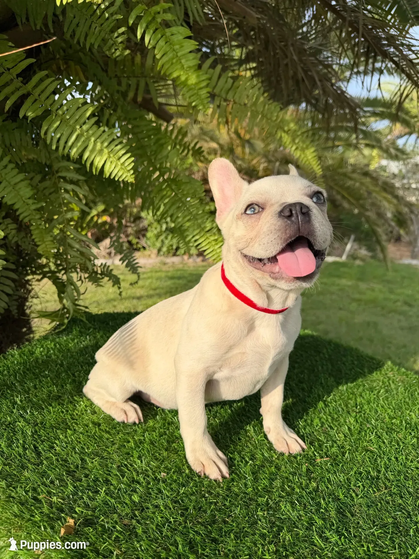 King $1395❤️BlueEyes boy💙Memorial Special!, a male French Bulldog for sale in Celebration, FL – 1 of 10