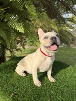 King $1295 🩵BlueEyes🩵MorhersDay Special!, a male French Bulldog for sale in Deltona, FL – 3 of 10
