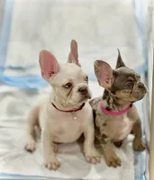 🇺🇸💙BlueEyes boy🇺🇸❤️-500off, a male French Bulldog for sale in Orlando, FL – 3 of 8