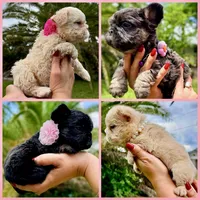 TEDDYFACE🧸NEWSHADE FLOODLE🇺🇸-500off 4th of July‼️, a female French Bulldog for sale in Crystal River, FL – 3 of 10