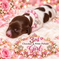 Girls 3, a female Miniature Dachshund for sale in Cocoa Beach, FL – 5 of 8