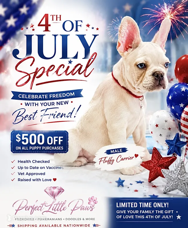 🇺🇸💙BlueEyes boy🇺🇸❤️-500off – French Bulldog puppy for sale in Orlando, FL