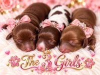 Girls 3, a female Miniature Dachshund for sale in Cocoa Beach, FL – 2 of 8