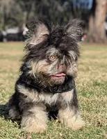 TEDDYFACE🧸NEWSHADE FLOODLE🇺🇸-500off 4th of July‼️, a female French Bulldog for sale in Crystal River, FL – 10 of 10