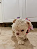 Floodle , a female French Bulldog for sale in Sanford, FL – 7 of 10
