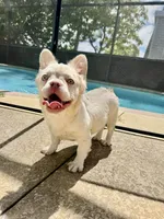 Diva pink full fluffy 7*months, a female French Bulldog for sale in Port Charlotte, FL – 3 of 9