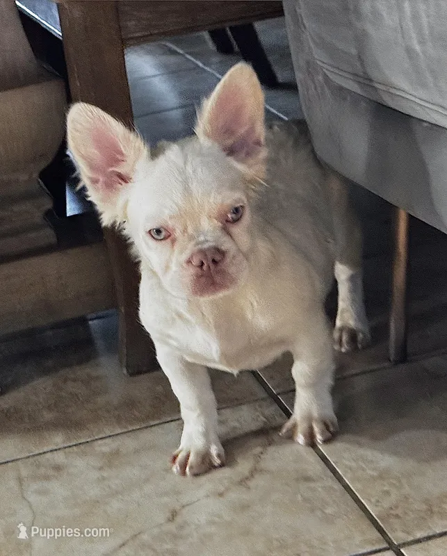 Diva pink full fluffy 7*months – French Bulldog puppy for sale in Spring Hill, FL