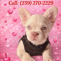 Diva REDUCED!!!3199, a female French Bulldog for sale in West Palm Beach, FL – Photo 1 of 10