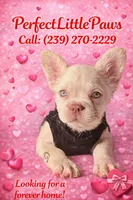 Diva REDUCED!!!, a female French Bulldog for sale in Saint Cloud, FL – Photo 1 of 8