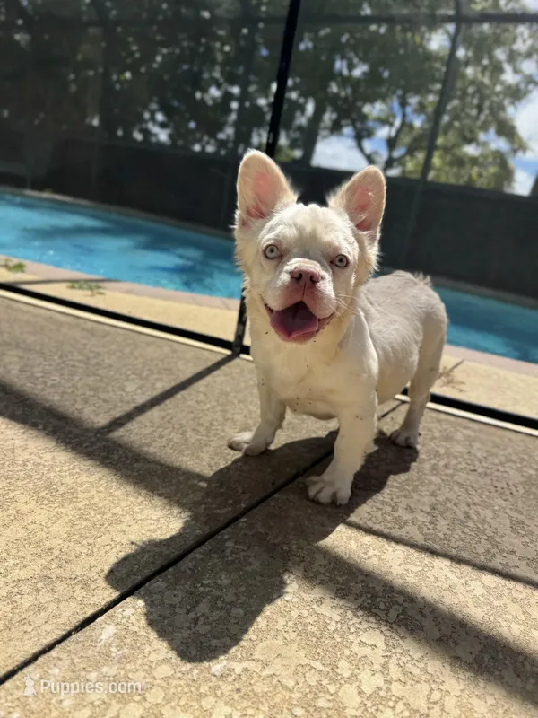 Diva pink full fluffy 7*months – French Bulldog puppy for sale in Port Charlotte, FL