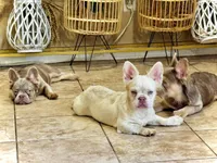 Diva pink full fluffy 2999, a female French Bulldog for sale in Spring Hill, FL – Photo 3 of 8