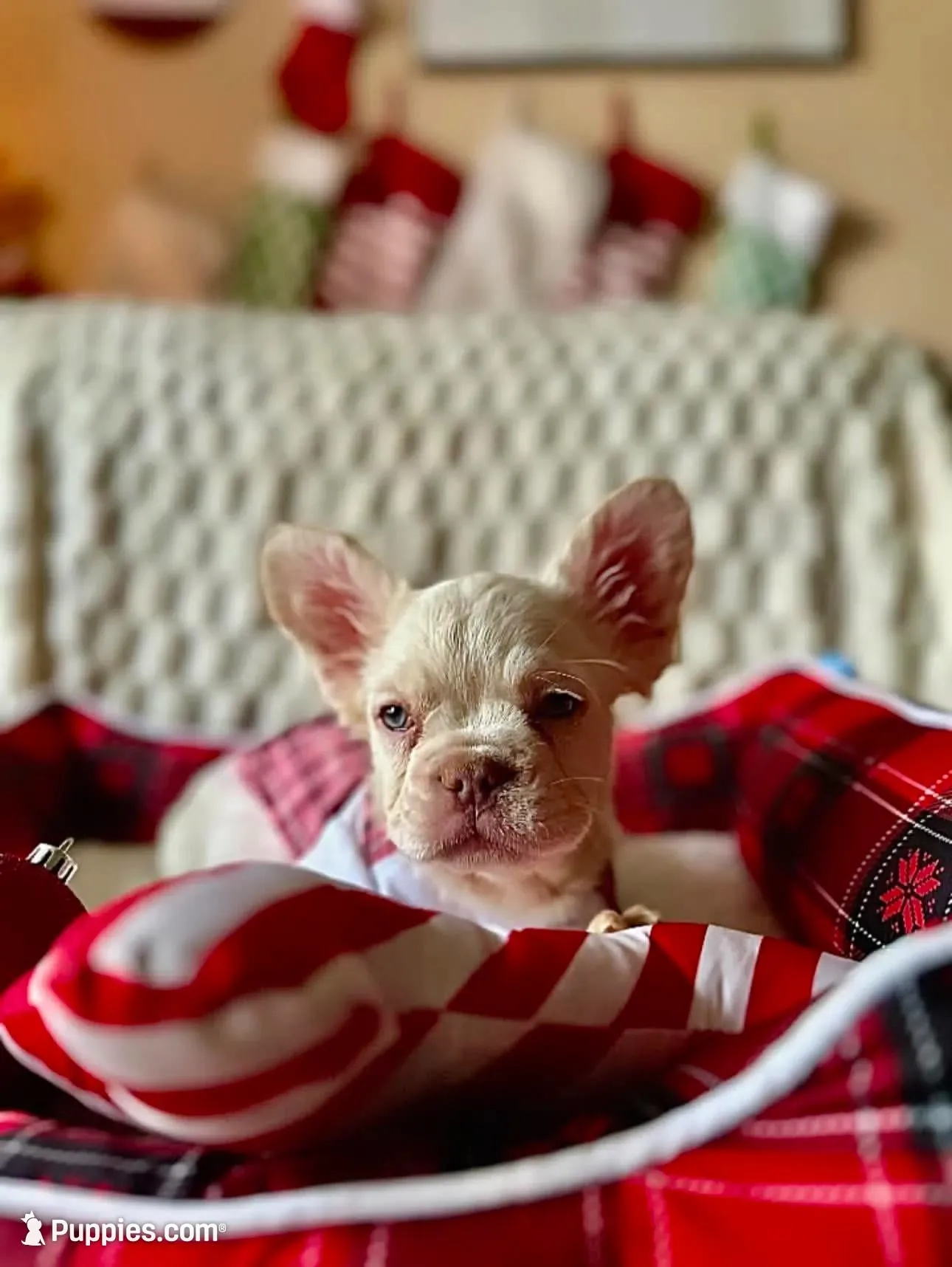 Diva pink full fluffy 7*months, a female French Bulldog for sale in Port Charlotte, FL – 9 of 9