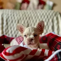 Diva REDUCED!!!3199, a female French Bulldog for sale in West Palm Beach, FL – Photo 9 of 10