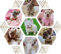 Diva REDUCED!!!, a female French Bulldog for sale in Saint Cloud, FL – Photo 7 of 8